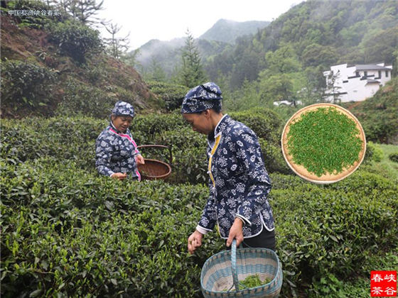婺源峡谷春茶叶绿茶