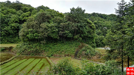 西源的石峡林
