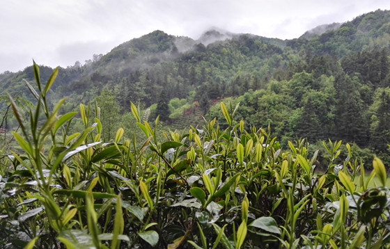 征集中国十大最美茶园—欧中茶文化旅行合作对象单位