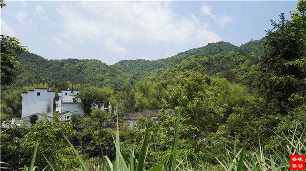 乡村美景忆西源,茶香还数峡谷春