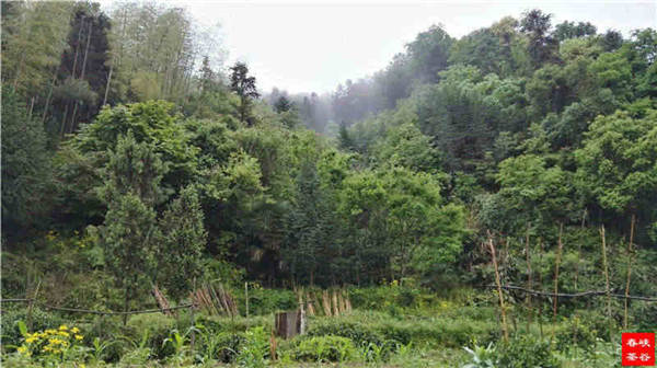 乡村美景忆西源,茶香还数峡谷春