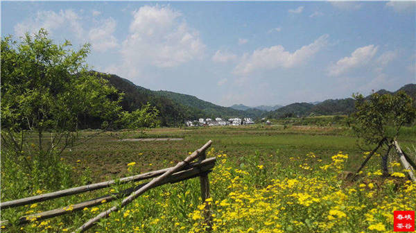 乡村美景忆西源,茶香还数峡谷春