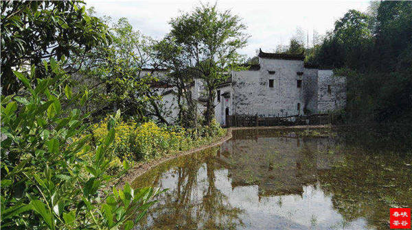 乡村美景忆西源,茶香还数峡谷春