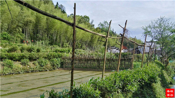乡村美景忆西源,茶香还数峡谷春