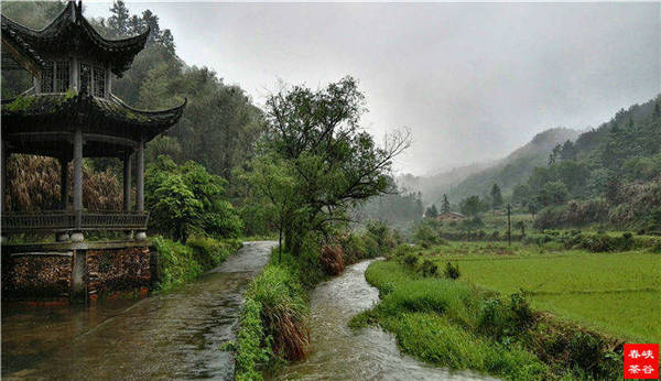 乡村美景忆西源,茶香还数峡谷春