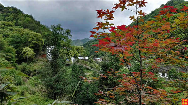 乡村美景忆西源,茶香还数峡谷春