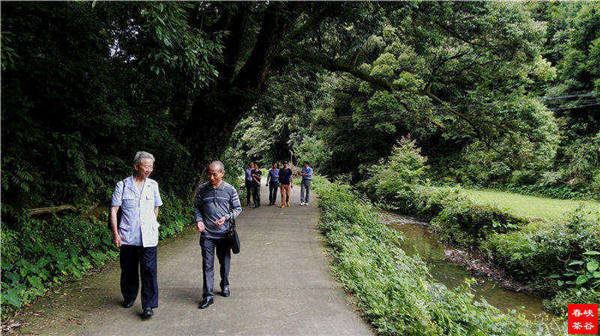 乡村美景忆西源,茶香还数峡谷春