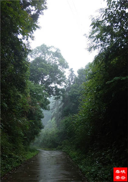乡村美景忆西源,茶香还数峡谷春