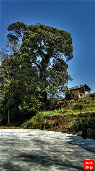 乡村美景忆西源,茶香还数峡谷春