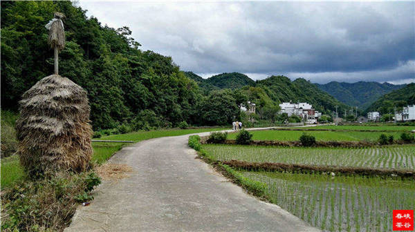 乡村美景忆西源,茶香还数峡谷春