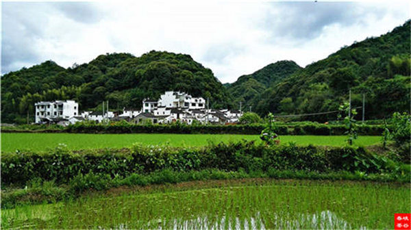 乡村美景忆西源,茶香还数峡谷春