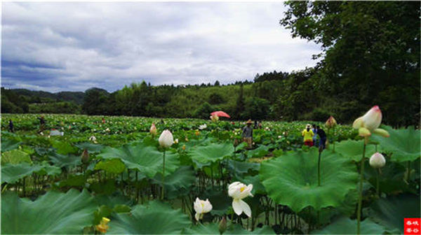 乡村美景忆西源,茶香还数峡谷春