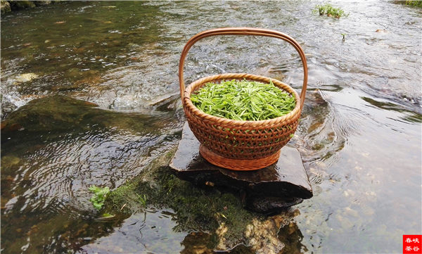 乡村美景忆西源,茶香还数峡谷春