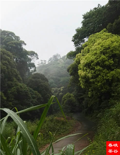 西源石峡林风光