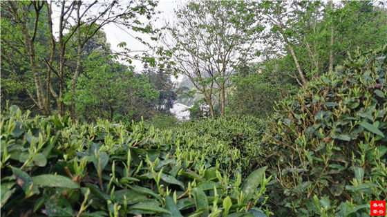 峡谷春银须茶
