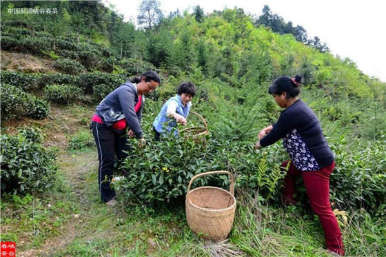 峡谷春银须茶
