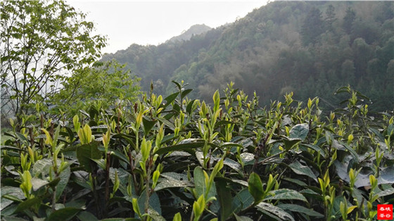 峡谷春灵壁茶