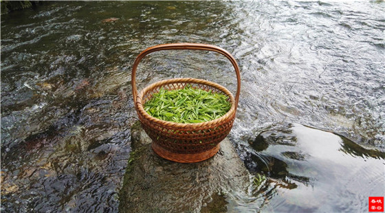 峡谷春灵壁茶