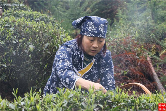 峡谷春春雨茶