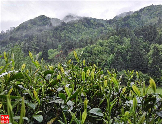 峡谷春春雨茶