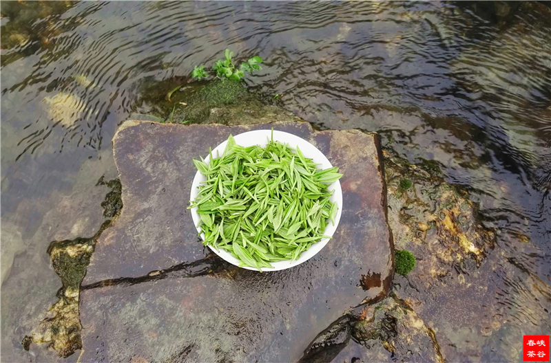 峡谷春茶苦得让人舒服,直让你久久回味生津!