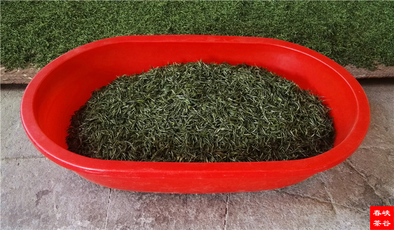 峡谷春茶苦得让人舒服,直让你久久回味生津!
