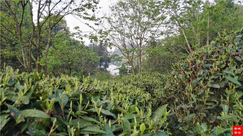 西源——石峡谷韵春意浓