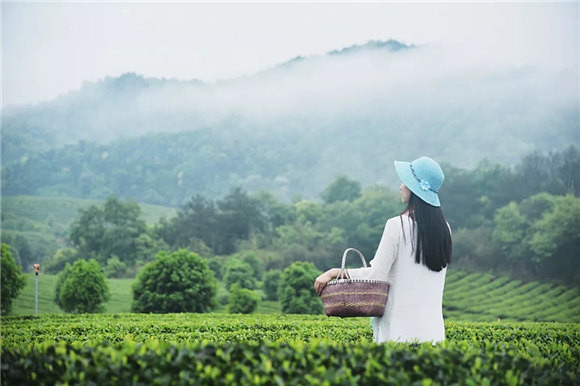 婺源乡间有茶香