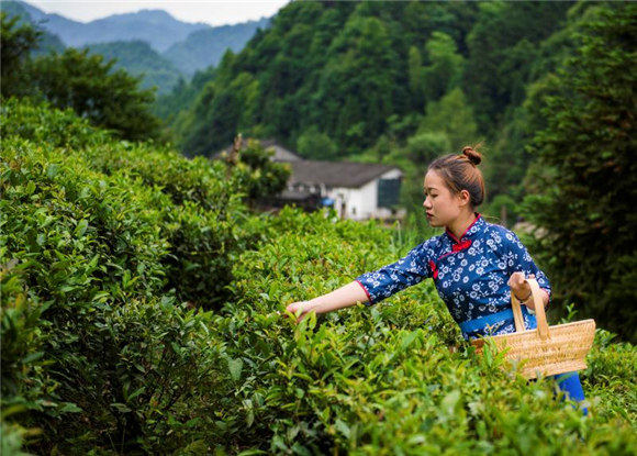 茶与药的关系