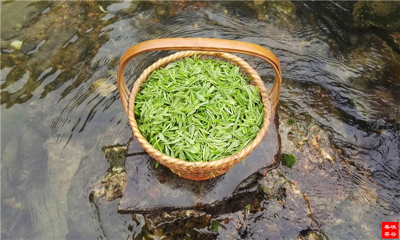 喝茶是一种享受,不必刻意去懂