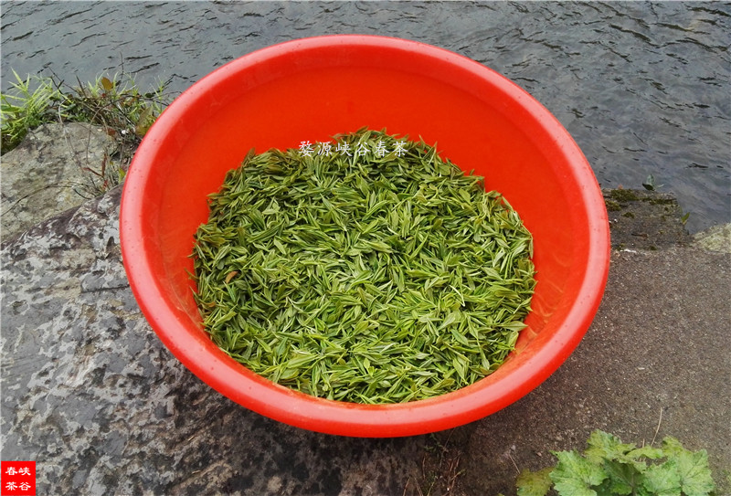 雨前茶深受大众茶友的青睐 雨前茶深受大众茶友的青睐