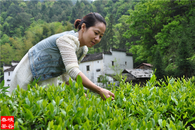 茶叶,人体器官的 茶叶,人体器官的
